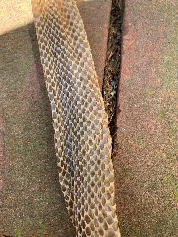 Newark snake skin