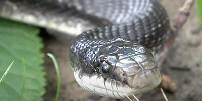 Newark snake
