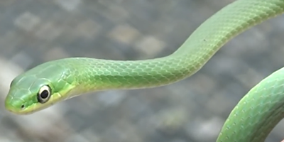 Newark snake